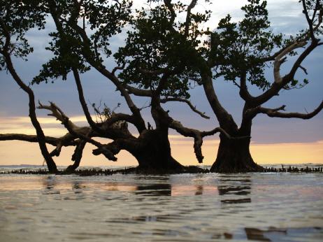  - mangrove_462